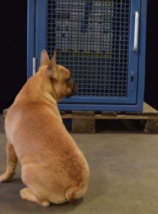 Don’t tell Ralph: here’s the latest on our exhibition security cage