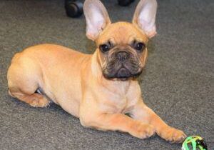 Ralph working hard in our office